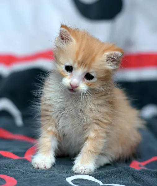 Beau Chaton Rouge Moelleux Sur Canapé — Photo