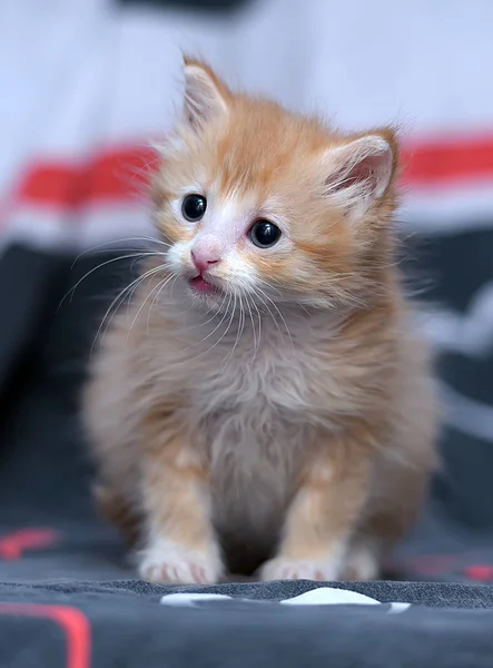 Beautiful Fluffy Red Kitten Sofa — Stock Photo, Image