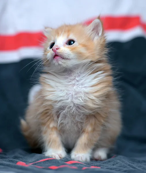 Beau Chaton Rouge Moelleux Sur Canapé — Photo