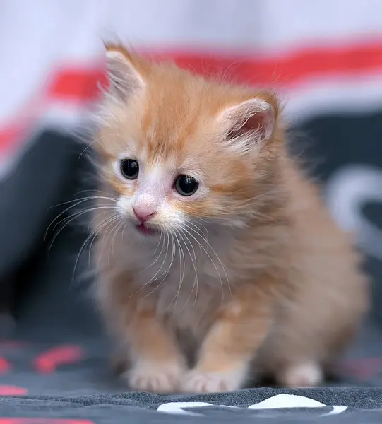 Hermoso Gatito Rojo Esponjoso Sofá — Foto de Stock