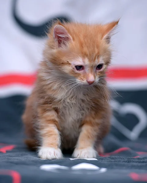 Pequeño Jengibre Gatito Con Dolor Ojos — Foto de Stock