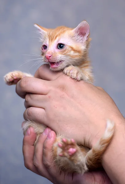 Gattino Zenzero Con Gli Occhi Doloranti — Foto Stock