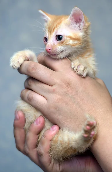 Little Ginger Kitten Sore Eyes — Stock Photo, Image