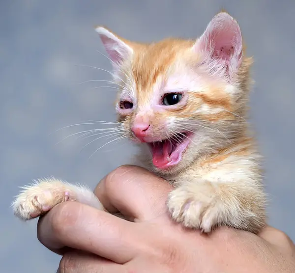 Little Ginger Kitten Sore Eyes — Stock Photo, Image