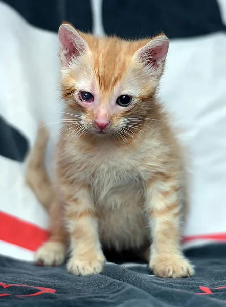 Pequeño Jengibre Gatito Con Dolor Ojos — Foto de Stock