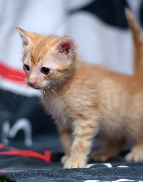 Little Ginger Kitten Sore Eyes — Stock Photo, Image