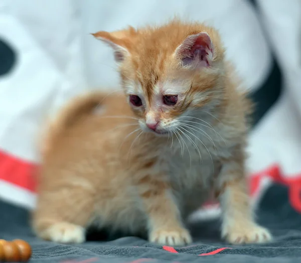 Pequeño Jengibre Gatito Con Dolor Ojos — Foto de Stock