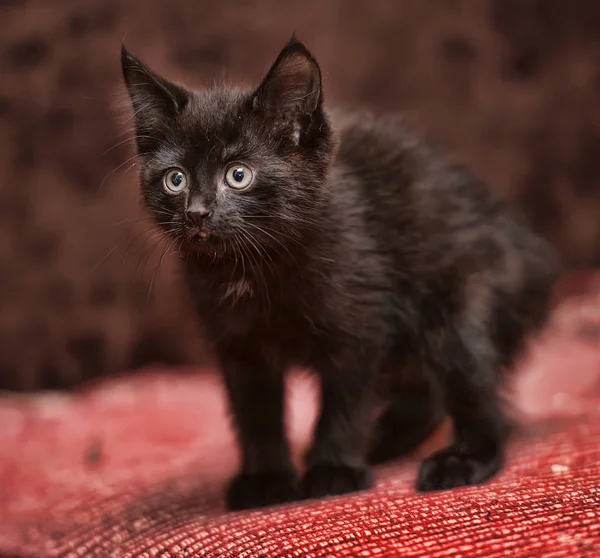 Μικρό Χαριτωμένο Μαύρο Γατάκι Στον Καναπέ — Φωτογραφία Αρχείου