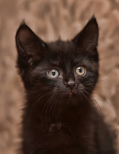 Kanepede Küçük Sevimli Siyah Yavru Kedi — Stok fotoğraf