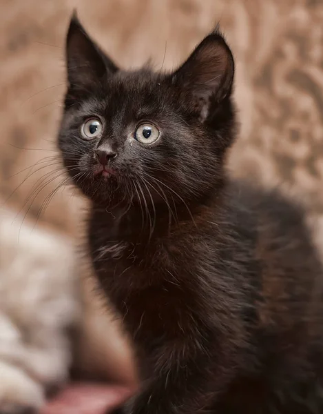 Μικρό Χαριτωμένο Μαύρο Γατάκι Στον Καναπέ — Φωτογραφία Αρχείου