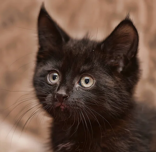 Petit Chaton Noir Mignon Sur Canapé — Photo