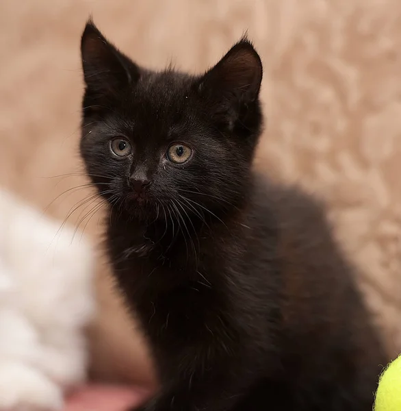 Little Cute Black Kitten Sofa — Stock Photo, Image