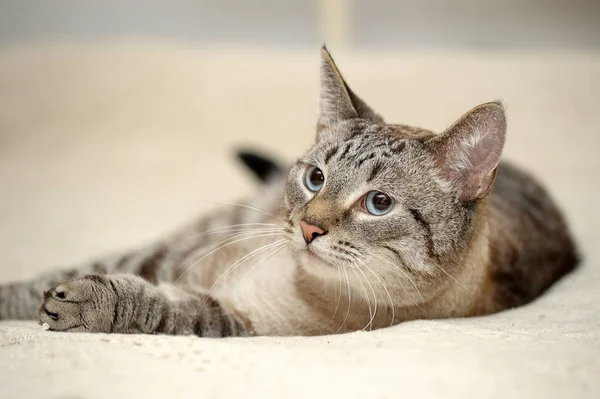 Beau Bleu Yeux Thai Tabby Chat — Photo