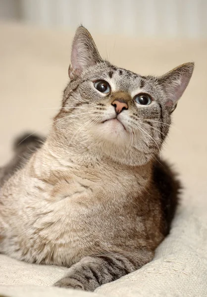 Hermoso Azul Ojos Tailandés Tabby Gato —  Fotos de Stock