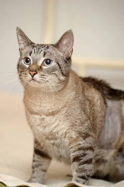 Beautiful Blue Eyed Thai Tabby Cat — Stock Photo, Image