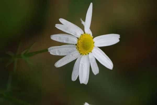 绿色背景上的白色雏菊 — 图库照片