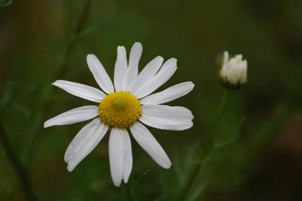 Marguerites Blanches Sur Fond Vert — Photo