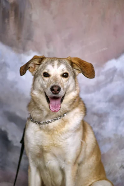 Ljusa Pooch Studion Vintern Bakgrund — Stockfoto