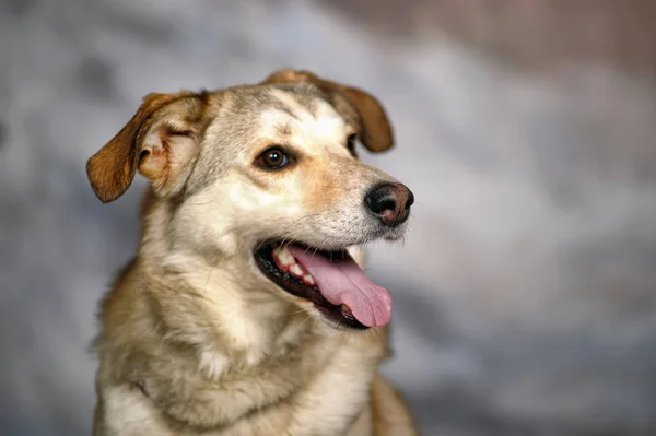 Bright Pooch Studio Winter Background — Stock Photo, Image