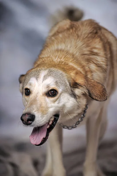 Lysende Hund Studio Vinterbakgrunn – stockfoto