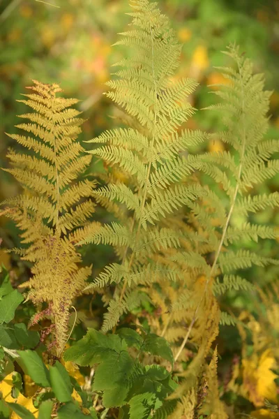 秋天的黄蕨类植物叶 — 图库照片