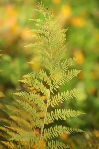 Gele Fern Laat Herfst — Stockfoto