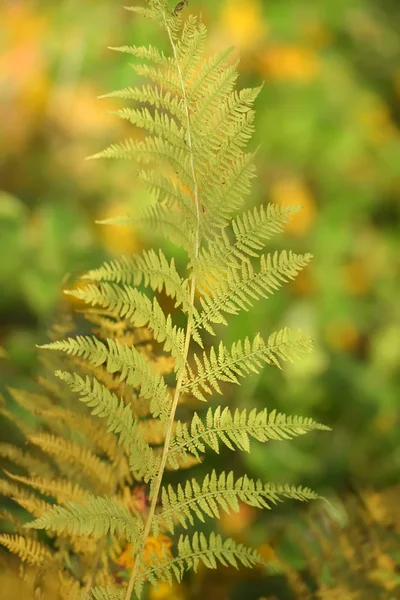 Gele Fern Laat Herfst — Stockfoto