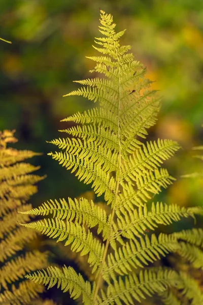 Gele Fern Laat Herfst — Stockfoto