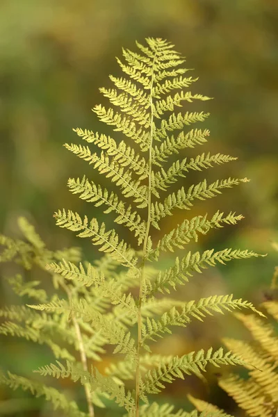 Gele Fern Laat Herfst — Stockfoto