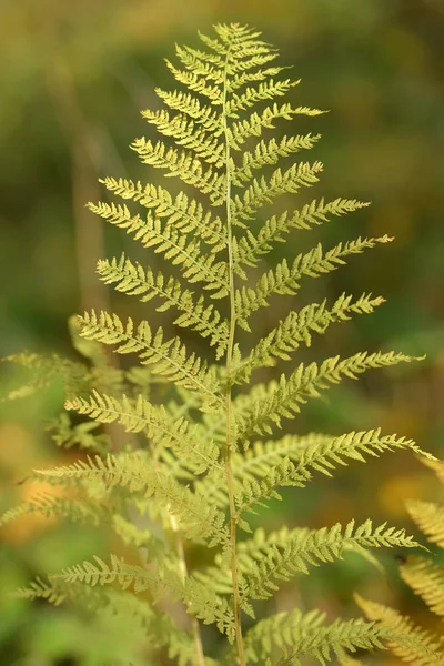 Gele Fern Laat Herfst — Stockfoto