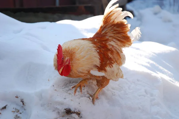 Brown Cock Winter — Stock Photo, Image