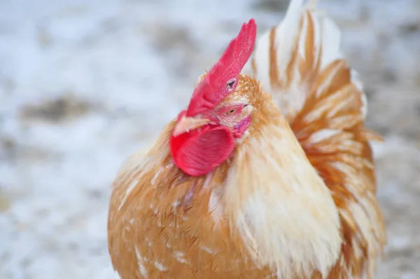 Brown Cock Winter — Stock Photo, Image