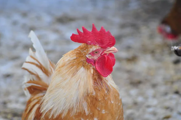 Brown Cock Winter — Stock Photo, Image