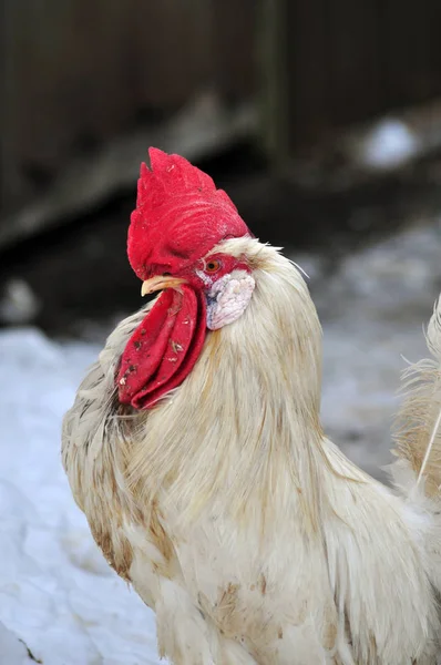 White Rooster Winter — Stock Photo, Image