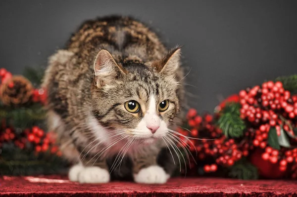 Çizgili Kedi Noel Dalları Meyveleri Gri Bir Arka Plan Üzerinde — Stok fotoğraf