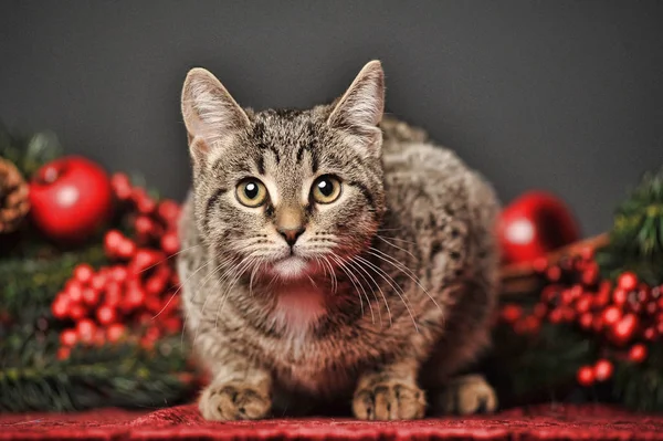 Çizgili Kedi Noel Dalları Meyveleri Gri Bir Arka Plan Üzerinde — Stok fotoğraf