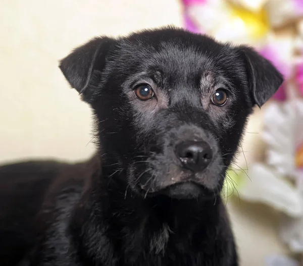 Zwarte Pup Een Achtergrond Van Bloemen Studio — Stockfoto