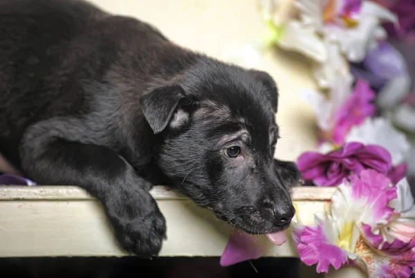 在工作室的鲜花背景上的黑色小狗 — 图库照片
