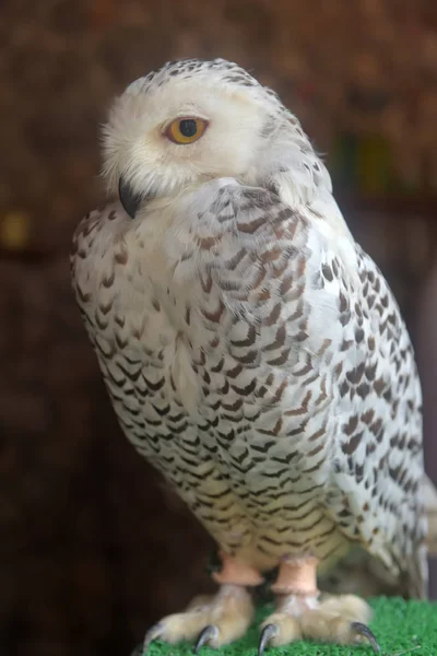 Portrait Beautiful Snow Owl — Stock Photo, Image