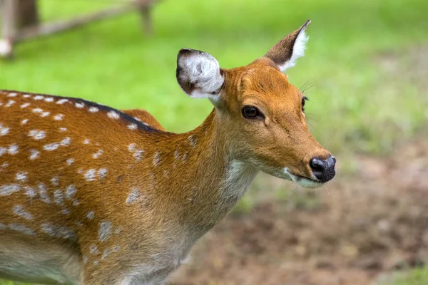 Close Fallow Deer Buck Dama Dama — Stock Photo, Image