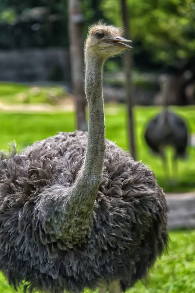 Ostrich Bird Zoo Grass Field Background — Stock Photo, Image