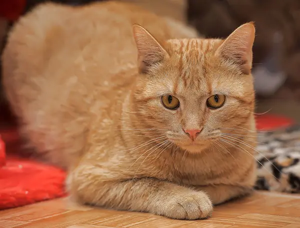 Etkileyici Bir Görünüme Sahip Güzel Bir Kırmızı Kedi Portresi — Stok fotoğraf