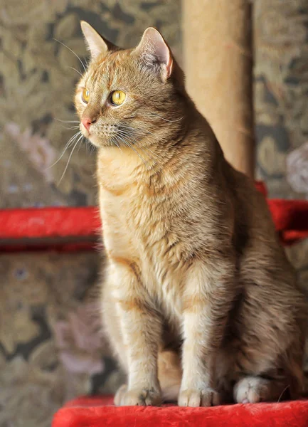 Etkileyici Bir Görünüme Sahip Güzel Bir Kırmızı Kedi Portresi — Stok fotoğraf