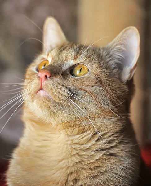 Portrait Beautiful Red Cat Expressive Look — Stock Photo, Image
