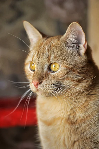 Etkileyici Bir Görünüme Sahip Güzel Bir Kırmızı Kedi Portresi — Stok fotoğraf