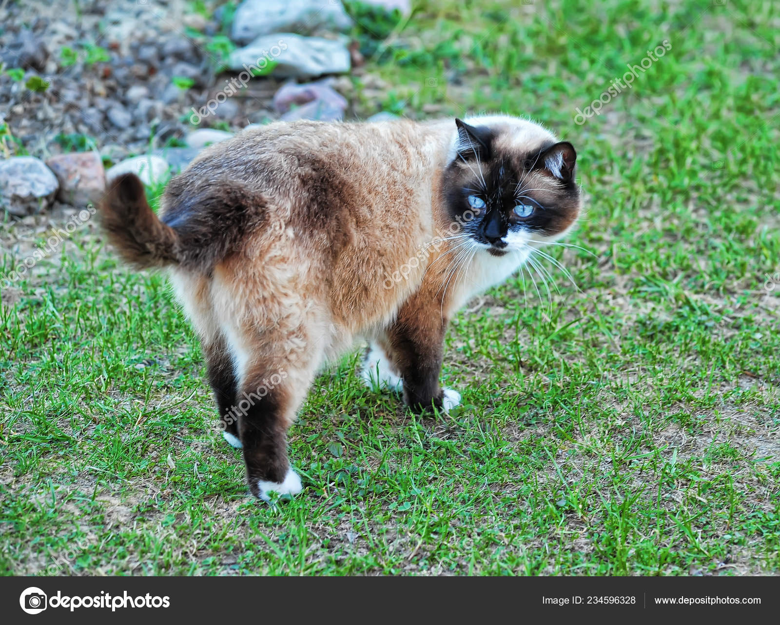 Siamese Snowshoe Cat Green Grass — Stock Photo © evdoha #234596328