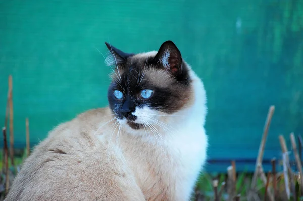 Сиамская Снежная Кошка Зеленом — стоковое фото