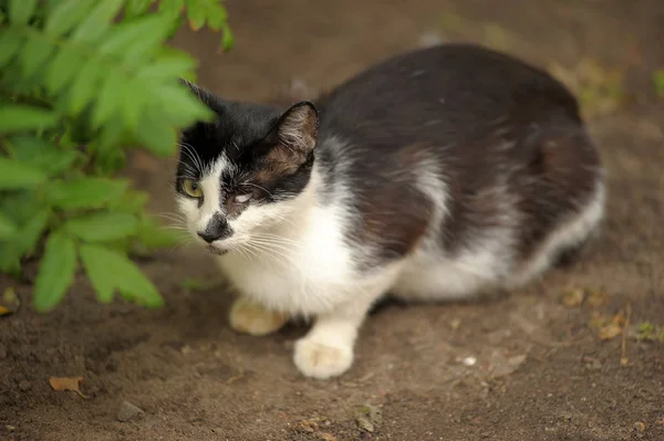 Zwart Wit Verdwaalde Kat Straat — Stockfoto