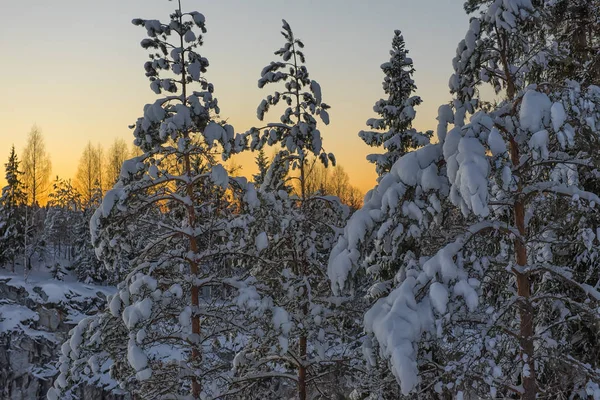 Snow Covered Trees Winter Sunset — Stock Photo, Image