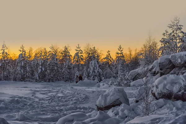 Besneeuwde Bomen Winter Bij Zonsondergang — Stockfoto